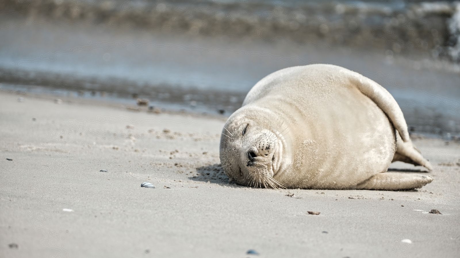 砂浜で眠るアザラシ
